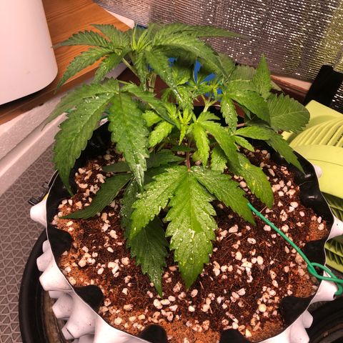 Strawberry Gorilla Auto growlog photo: 3