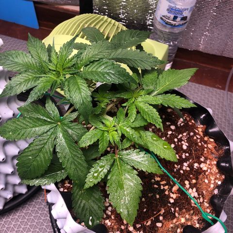 Strawberry Gorilla Auto growlog photo: 4