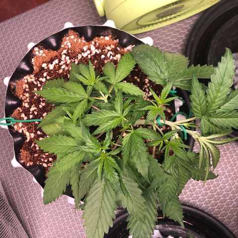 Strawberry Gorilla Auto growlog photo: 3