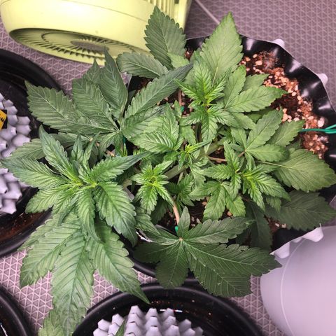 Strawberry Gorilla Auto growlog photo: 4
