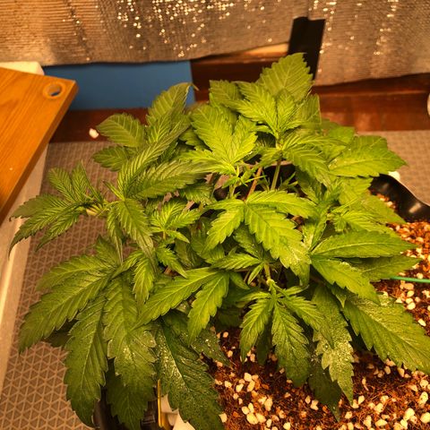 Strawberry Gorilla Auto growlog photo: 3