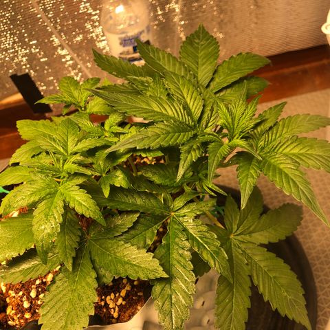 Strawberry Gorilla Auto growlog photo: 4