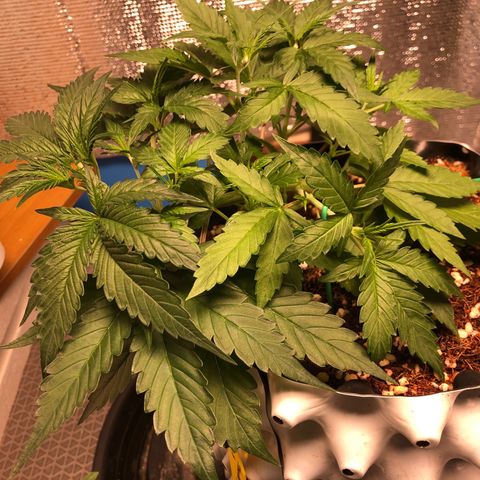 Strawberry Gorilla Auto growlog photo: 3