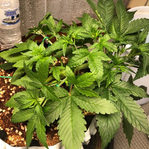 Strawberry Gorilla Auto growlog photo: 4