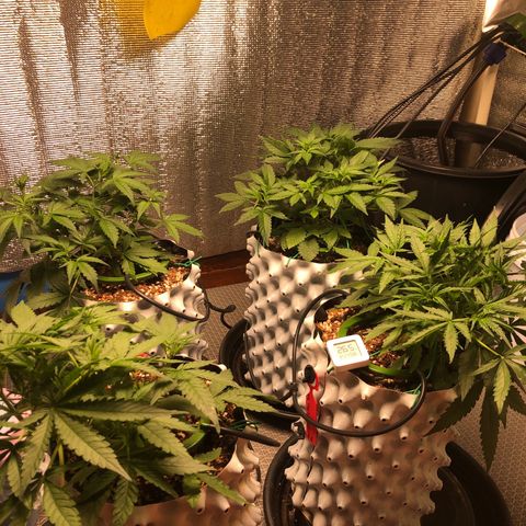 Strawberry Gorilla Auto growlog timeline photo