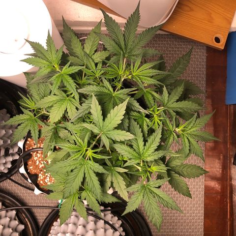 Strawberry Gorilla Auto growlog photo: 3