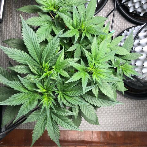 Strawberry Gorilla Auto growlog photo: 4