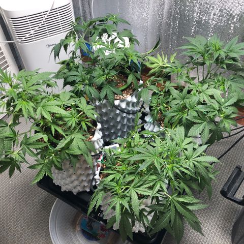 Strawberry Gorilla Auto growlog timeline photo