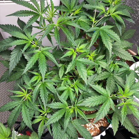 Strawberry Gorilla Auto growlog photo: 3