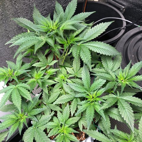 Strawberry Gorilla Auto growlog photo: 4