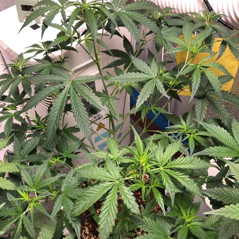 Strawberry Gorilla Auto growlog photo: 3