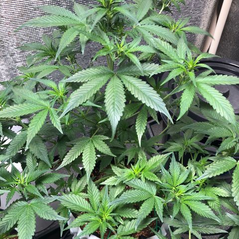 Strawberry Gorilla Auto growlog photo: 4