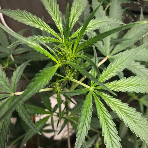 Strawberry Gorilla Auto growlog photo: 3