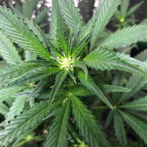Strawberry Gorilla Auto growlog photo: 4