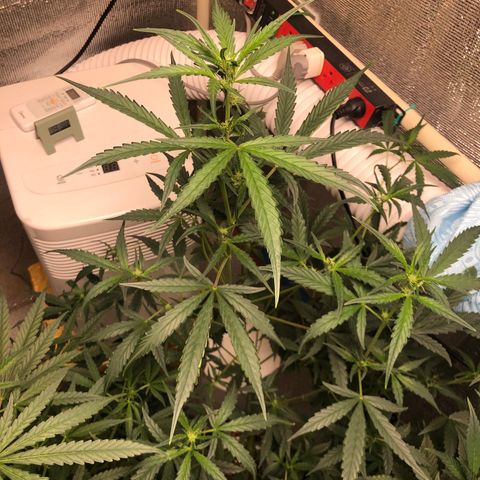 Strawberry Gorilla Auto growlog photo: 3