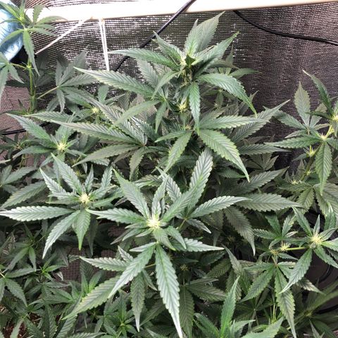 Strawberry Gorilla Auto growlog photo: 4