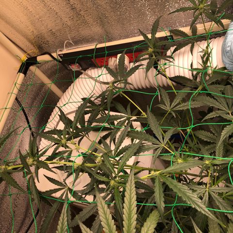 Strawberry Gorilla Auto growlog photo: 3