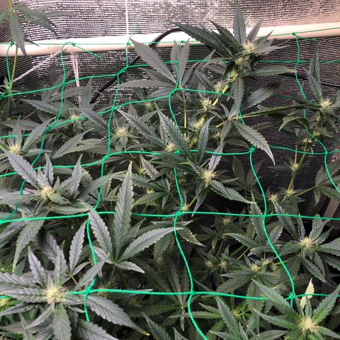 Strawberry Gorilla Auto growlog photo: 4