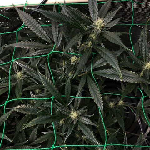 Strawberry Gorilla Auto growlog timeline photo