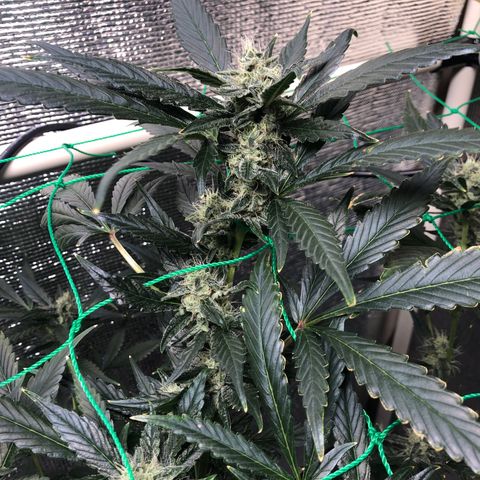 Strawberry Gorilla Auto growlog timeline photo