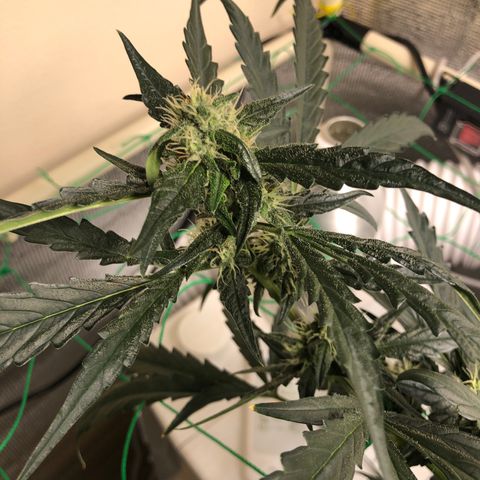 Strawberry Gorilla Auto growlog timeline photo