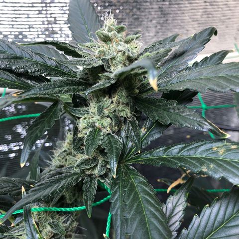 Strawberry Gorilla Auto growlog timeline photo