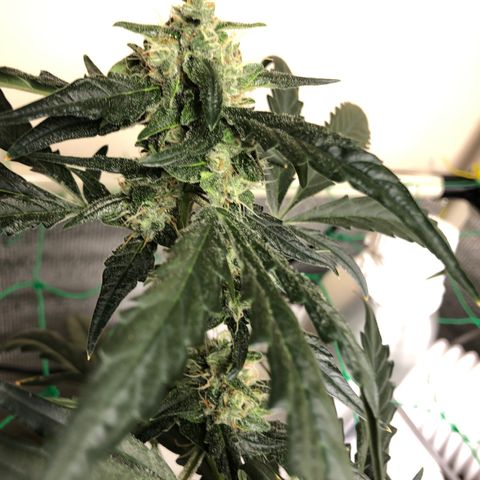 Strawberry Gorilla Auto growlog timeline photo