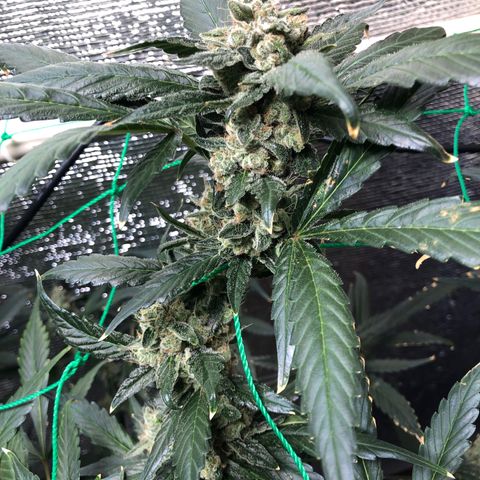 Strawberry Gorilla Auto growlog timeline photo