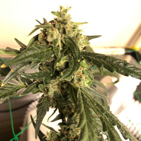 Strawberry Gorilla Auto growlog timeline photo