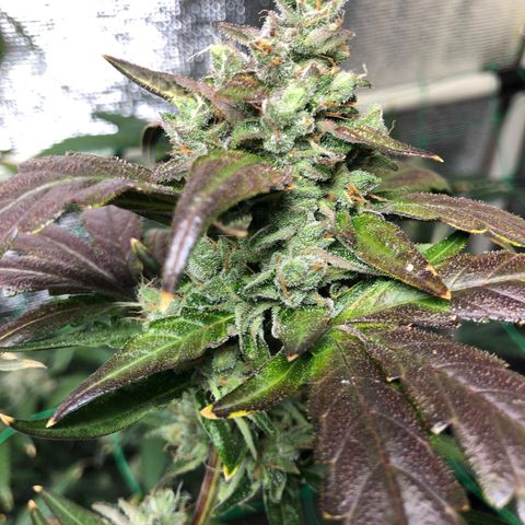 Strawberry Gorilla Auto growlog timeline photo