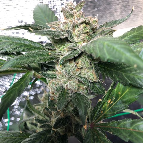 Strawberry Gorilla Auto growlog timeline photo