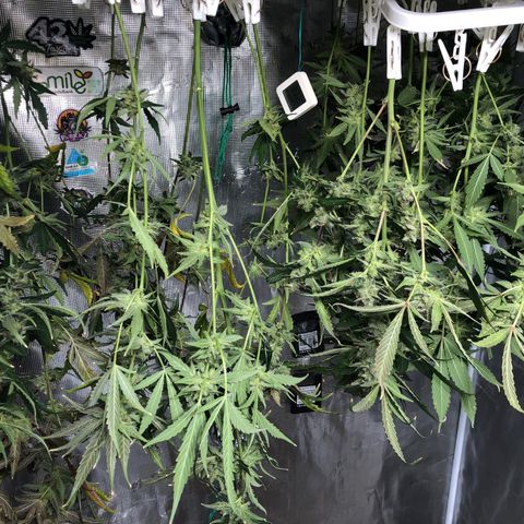 Strawberry Gorilla Auto growlog timeline photo