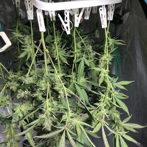 Strawberry Gorilla Auto growlog timeline photo