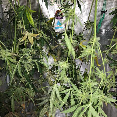 Strawberry Gorilla Auto growlog timeline photo