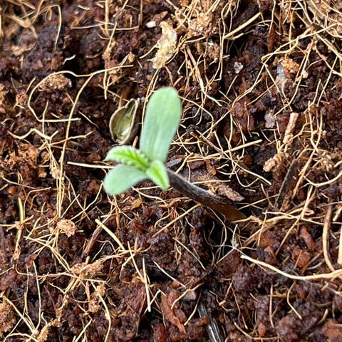 Triple G Automatic growlog timeline photo