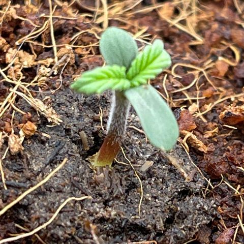Amnesia Haze Automatic growlog timeline photo
