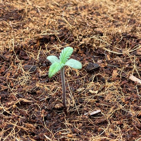 Triple G Automatic growlog timeline photo