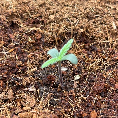 White Widow Automatic growlog timeline photo