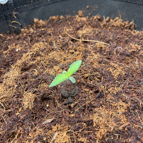 Amnesia Haze Automatic growlog timeline photo