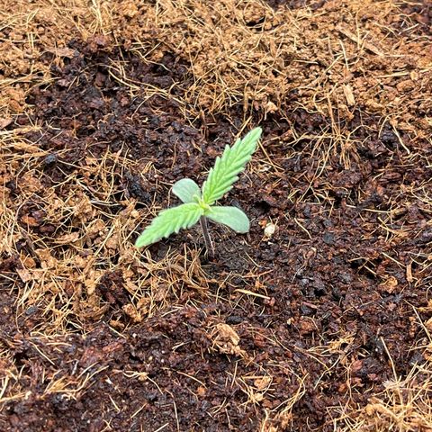 White Widow Automatic growlog timeline photo