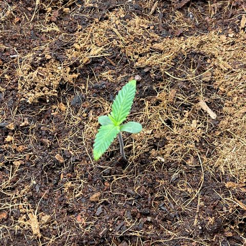 Triple G Automatic growlog timeline photo
