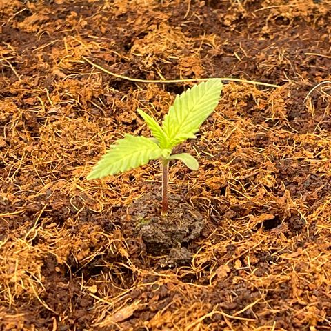 Amnesia Haze Automatic growlog timeline photo