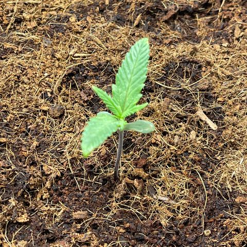 Triple G Automatic growlog timeline photo