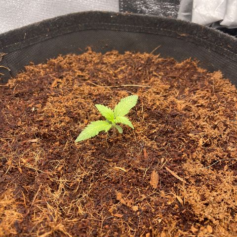 Amnesia Haze Automatic growlog timeline photo