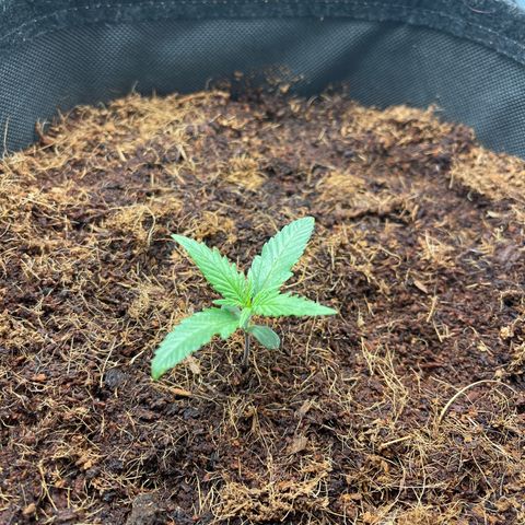 Triple G Automatic growlog timeline photo