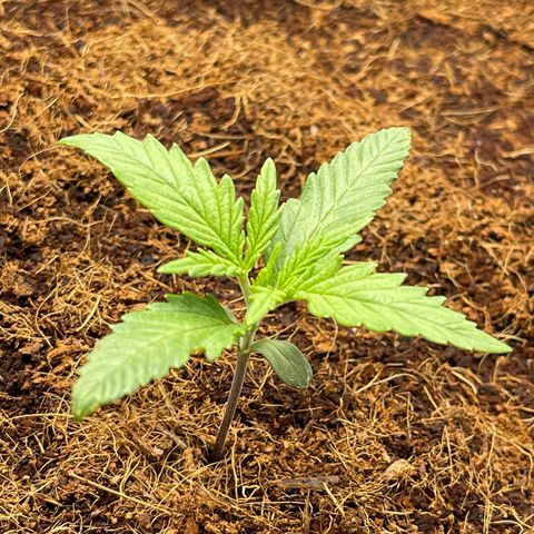 Triple G Automatic growlog timeline photo