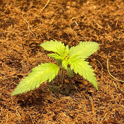 Amnesia Haze Automatic growlog timeline photo