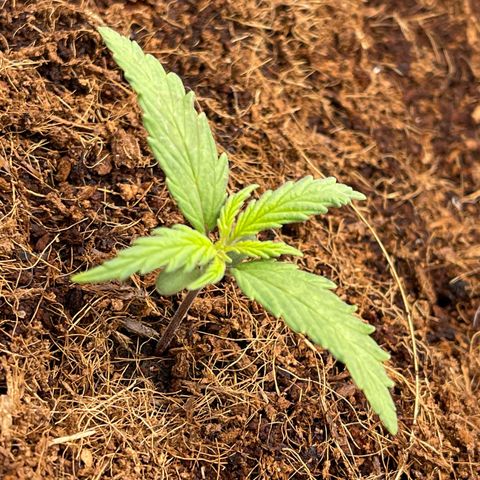 White Widow Automatic growlog timeline photo