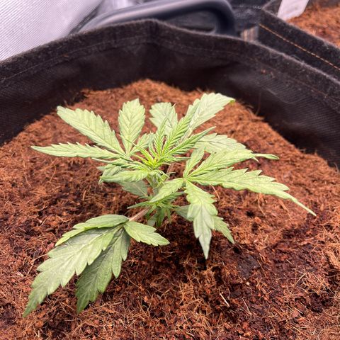 White Widow Automatic growlog timeline photo