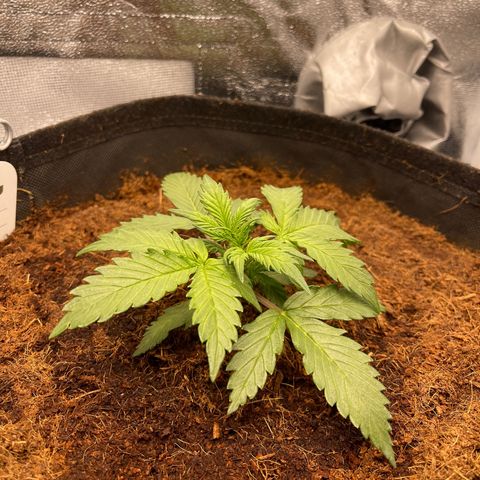 Amnesia Haze Automatic growlog timeline photo